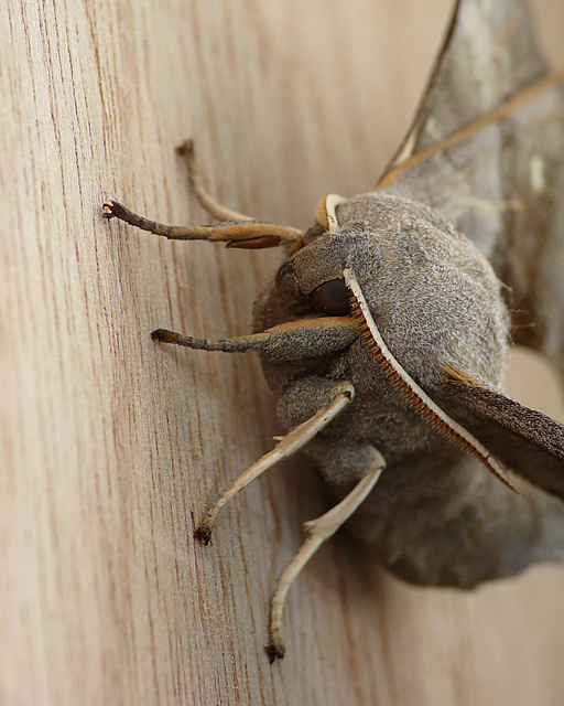 Poplar Hawk-moth Face