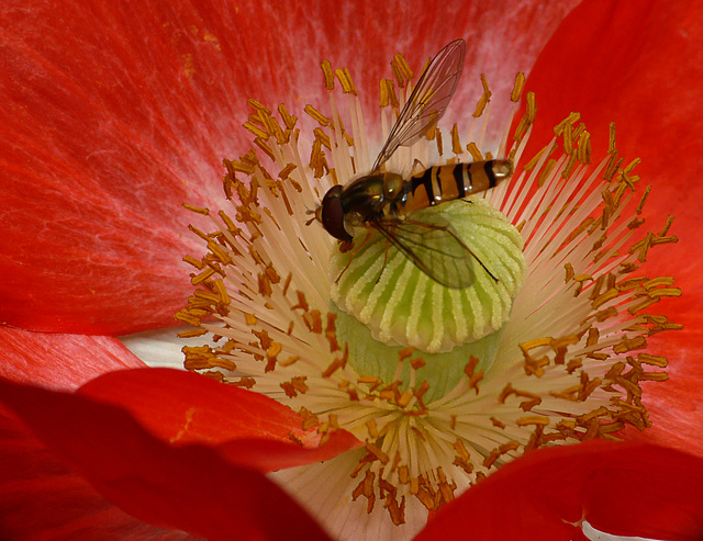 Field Poppy