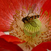 Field Poppy