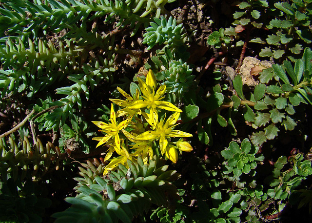 Sedum Flowers