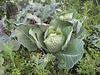 Weißkraut / Weißkohl [Brassica oleracea convar. capitata var. alba]