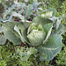 Weißkraut / Weißkohl [Brassica oleracea convar. capitata var. alba]