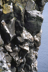 Cliffside with Gulls