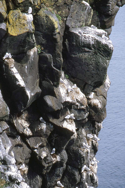 Cliffside with Gulls
