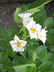 Kartoffelblüte [Solanum tuberosum]