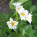 Kartoffelblüte [Solanum tuberosum]