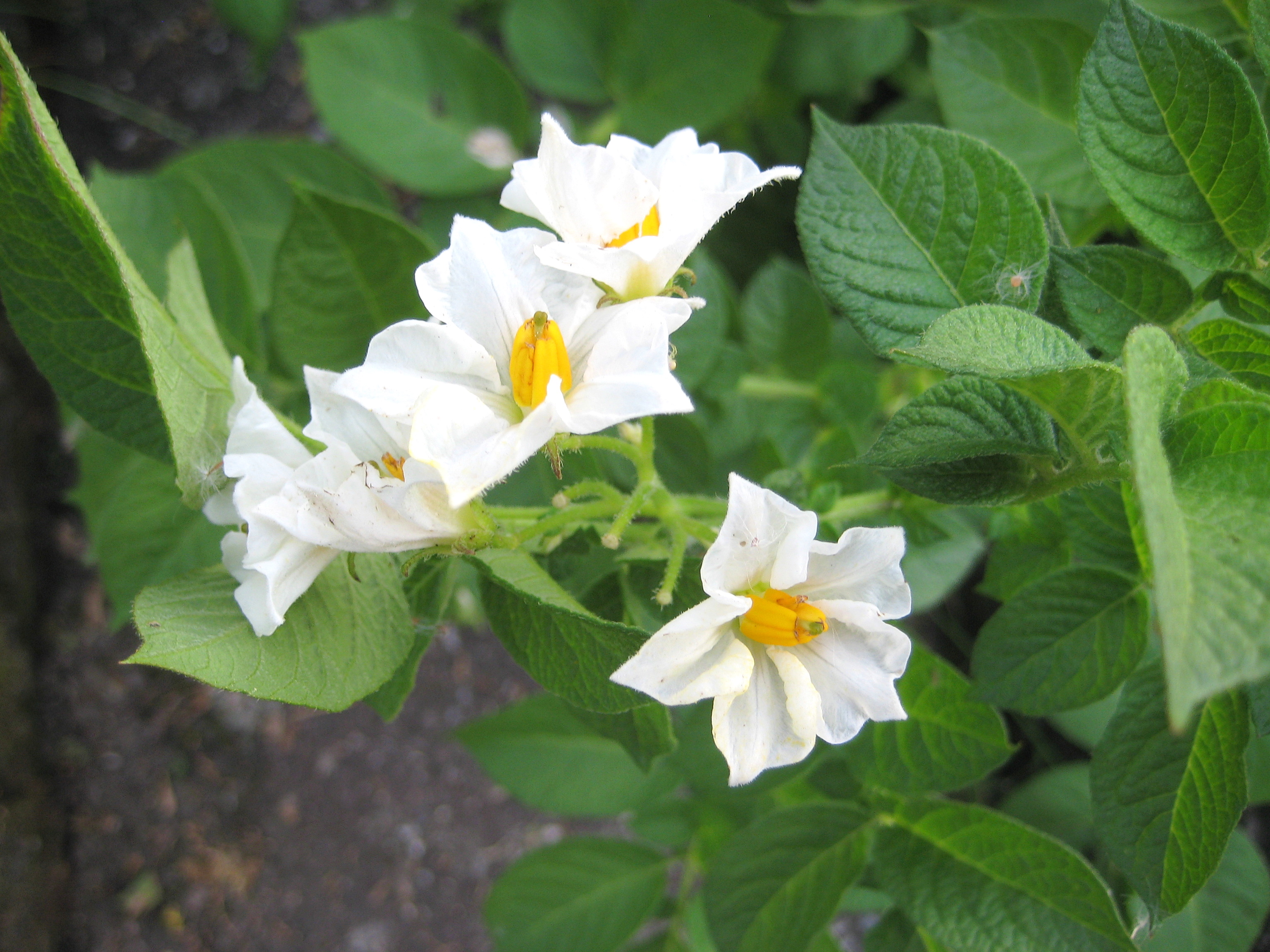 Kartoffelblüte [Solanum tuberosum]