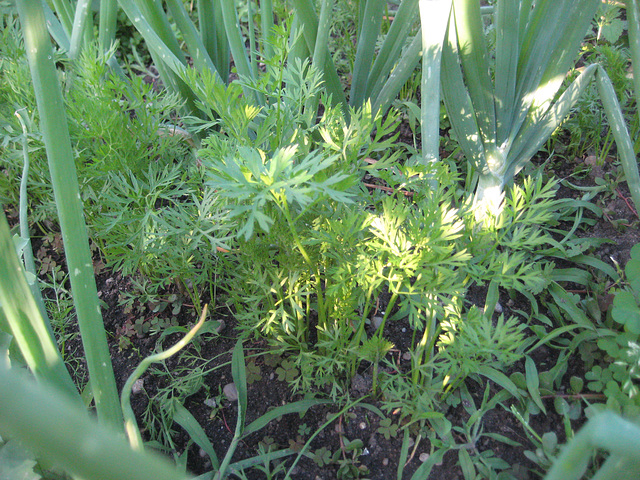 Karotten / Mohrrüben [Daucus carota ssp. sativus]