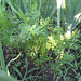 Karotten / Mohrrüben [Daucus carota ssp. sativus]