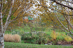 Garden Colours - late October