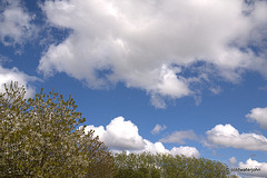 May Skies Library