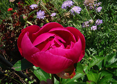 Red Peony