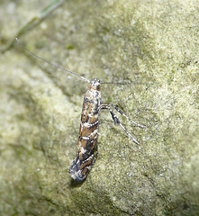 Caloptilia Syringella