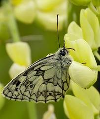 Marbled White Roosting on Yellow Bush Lupine aka California Lupine