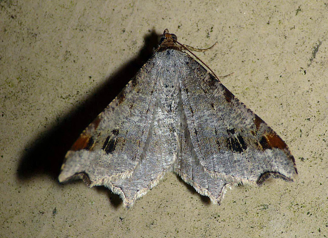 Sharp-angled Peacock