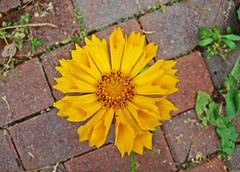 Coreopsis with Quilled Petals