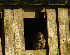 Little Owl