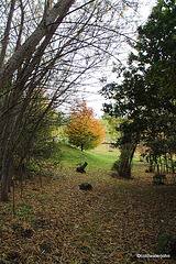 Garden Colours - late October