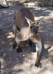 big boy comes over for a scratch