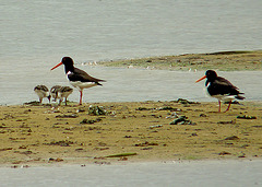 Oystercatcher Family