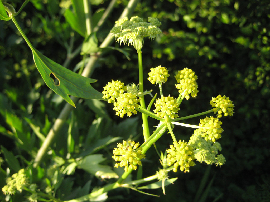 Blüte des Lusstocks / Liebstöckl [Levisticum officinale]