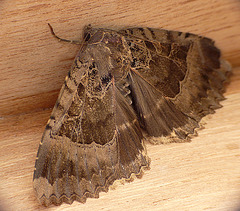 Old Lady Underwing