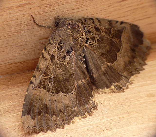 Old Lady Underwing