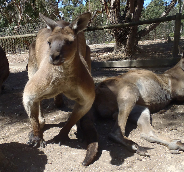 big roo boys