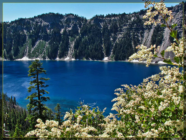Flowers Against Crater Lake