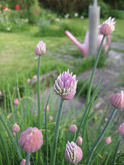 Schnittlauch [Allium schoenoprasum]