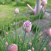 Schnittlauch [Allium schoenoprasum]