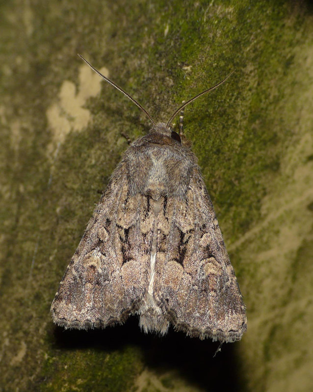Flounced Rustic