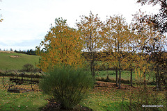 Garden Colours - late October