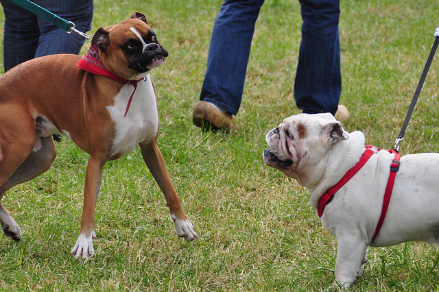 Oldtimershow Hoornsterzwaag – Dogs