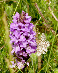 Common Heath