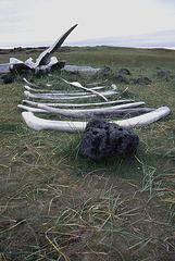 Whalebones and Pumice