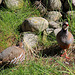 Red partridge sunning themselves