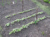 Radiesechen [Raphanus sativus subsp. sativus]