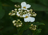 Garden Wildness