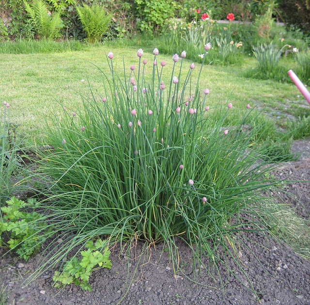 Schnittlauch [Allium schoenoprasum]