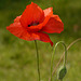 Field Poppy