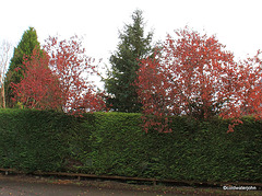 Garden Colours - late October