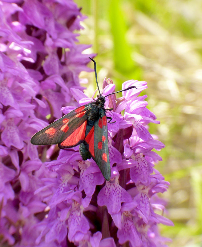 Narrow-bordered Five-spot Burnet