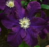 Clematis