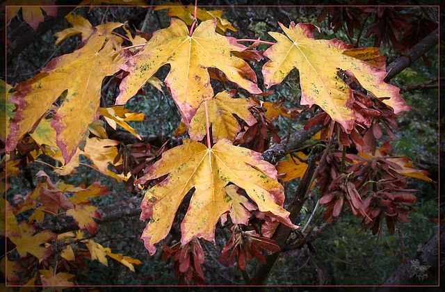 Golden Maple Leaves