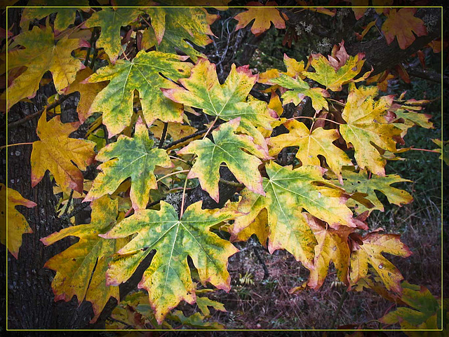 Beautiful Autumn Maple Leaves