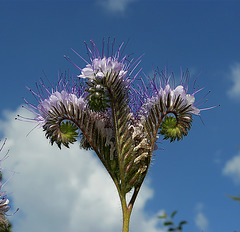 Lacy phacelia