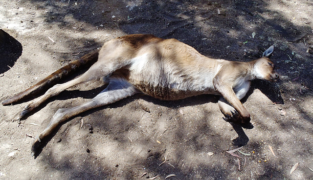 what do kangaroos dream about?