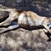 what do kangaroos dream about?