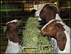 Goats Munching Hay